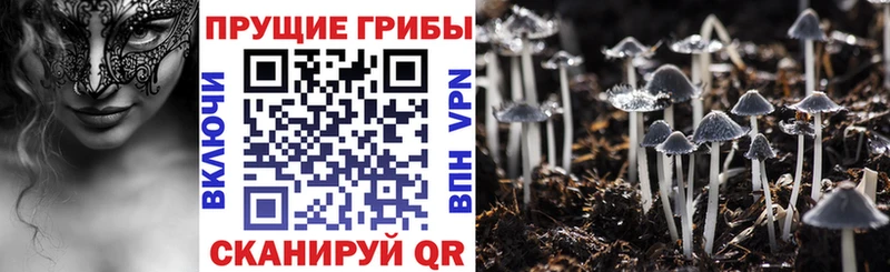 Псилоцибиновые грибы Psilocybe  площадка официальный сайт  Гаврилов Посад 